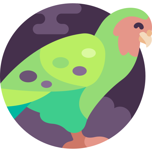 kakapo icono gratis