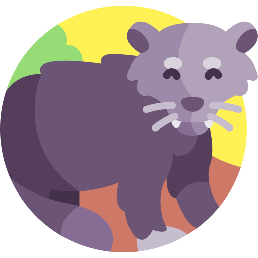 binturong icono gratis