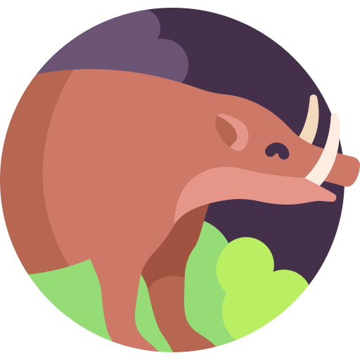 babirusa icono gratis