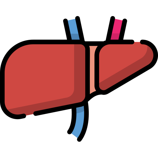 Liver Special Lineal color icon