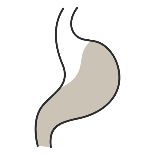 Желудок бесплатно иконка