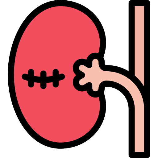 riñón icono gratis
