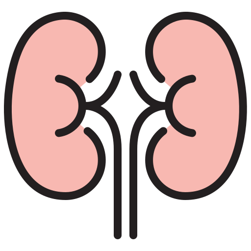 riñones icono gratis