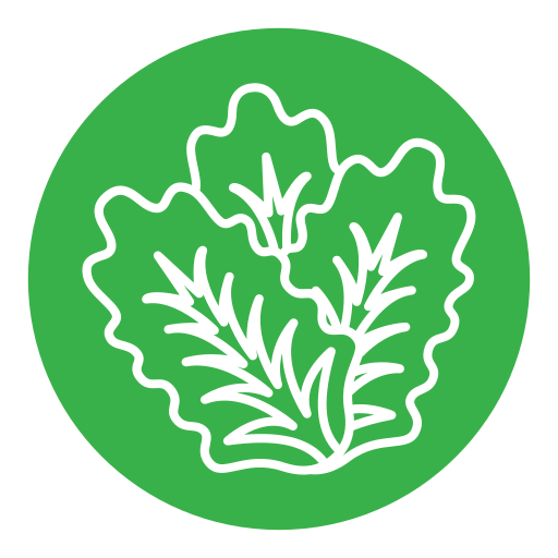 kopfsalat kostenlos Icon kopfsalat kostenlos Icon