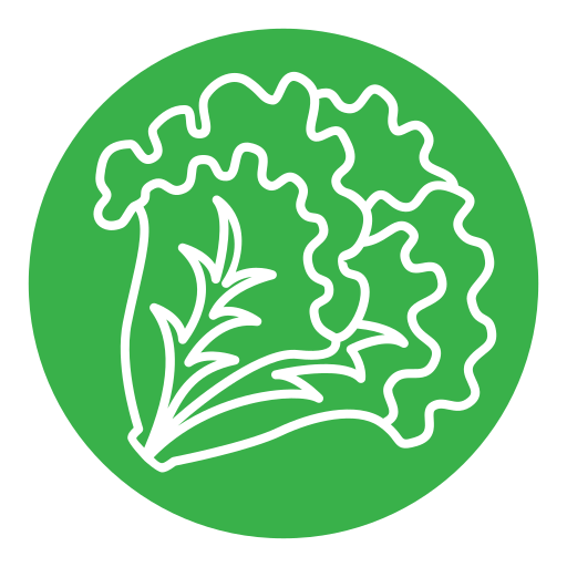 kopfsalat kostenlos Icon kopfsalat kostenlos Icon