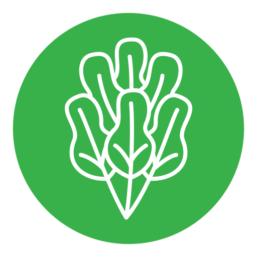 kopfsalat kostenlos Icon kopfsalat kostenlos Icon