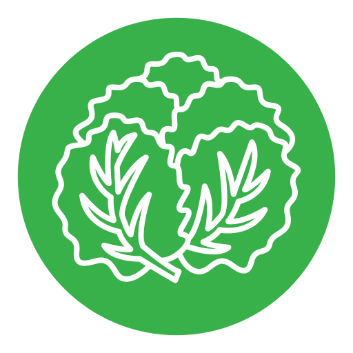 kopfsalat kostenlos Icon kopfsalat kostenlos Icon