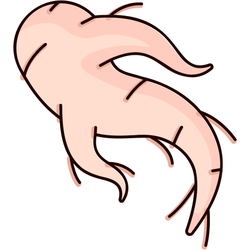 gingseng icono gratis