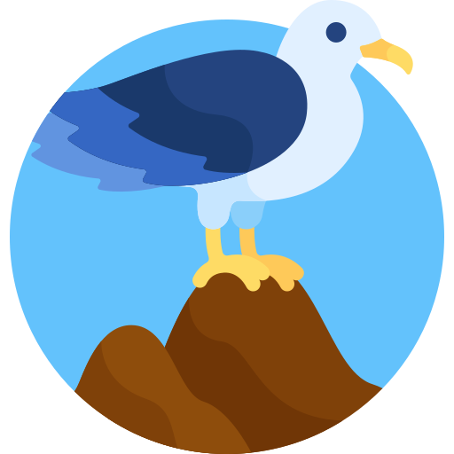 Gaivota grátis ícone Gaivota grátis ícone