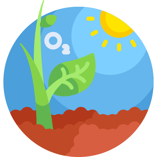 Photosynthesis free icon Photosynthesis free icon