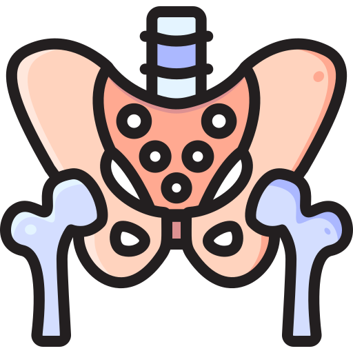 Pelvis Free Icon