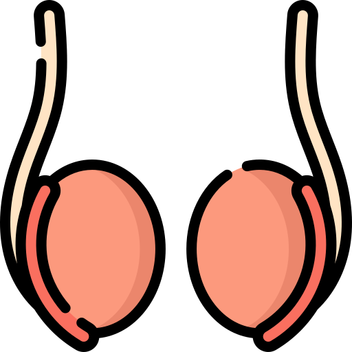 Testicle Free Icon