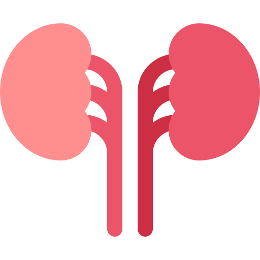 Kidneys Basic Rounded Flat icon