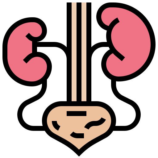 Kidney Meticulous Lineal Color Icon