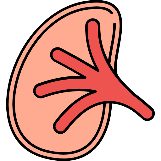 Kidney free icon