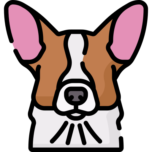 Corgi Special Lineal color icon