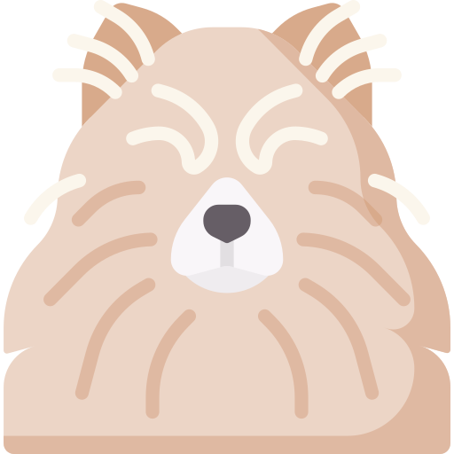 pomeranio icono gratis