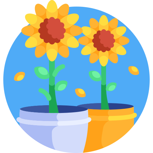 girasol icono gratis