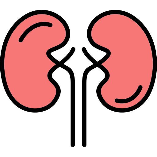 Kidneys Generic Outline Color icon