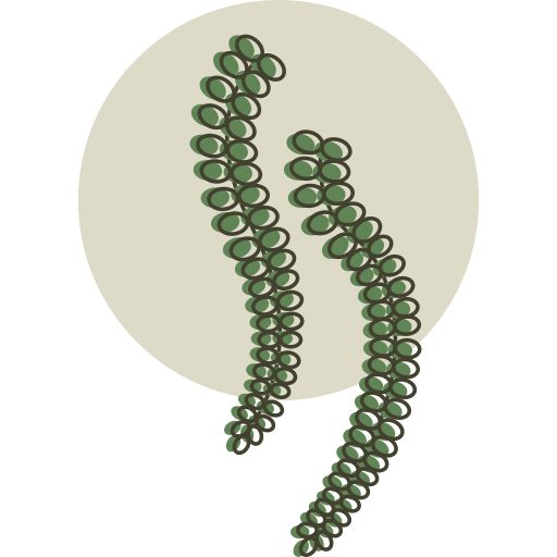 samambaia grátis ícone samambaia grátis ícone