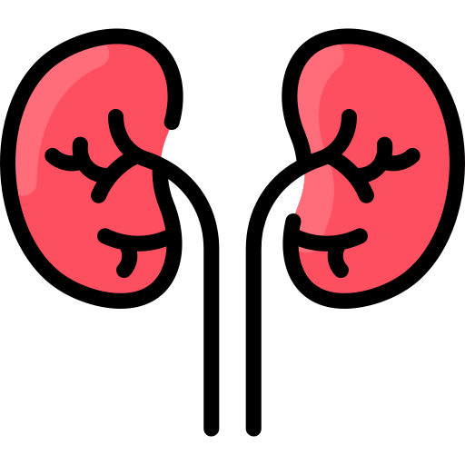 Kidneys Vitaliy Gorbachev Lineal Color icon