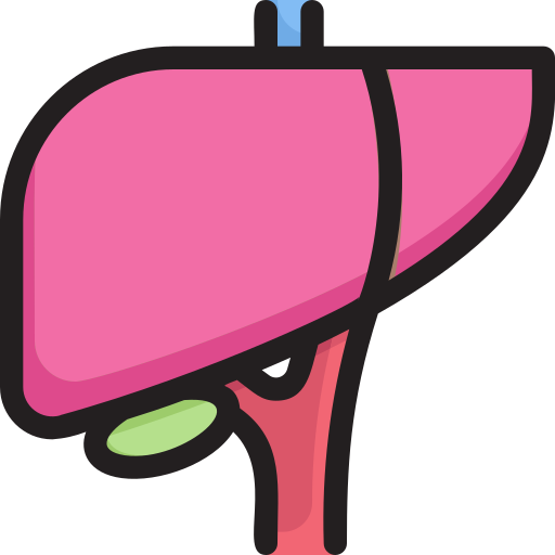 Liver Generic Outline Color icon