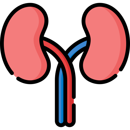 Kidneys - Free healthcare and medical icons