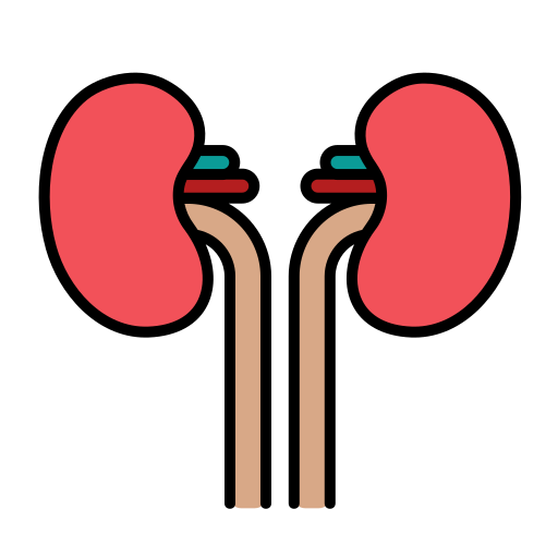 Kidneys Generic Outline Color icon