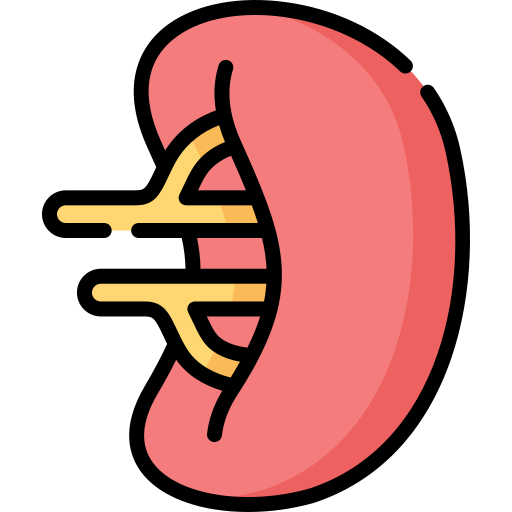 Spleen Special Lineal color icon