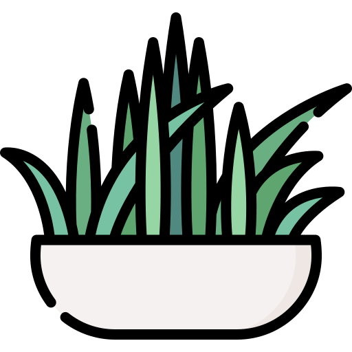 sansevieria bacularis icono gratis