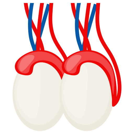 testículo icono gratis