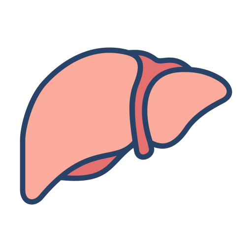 Liver Generic Outline Color icon