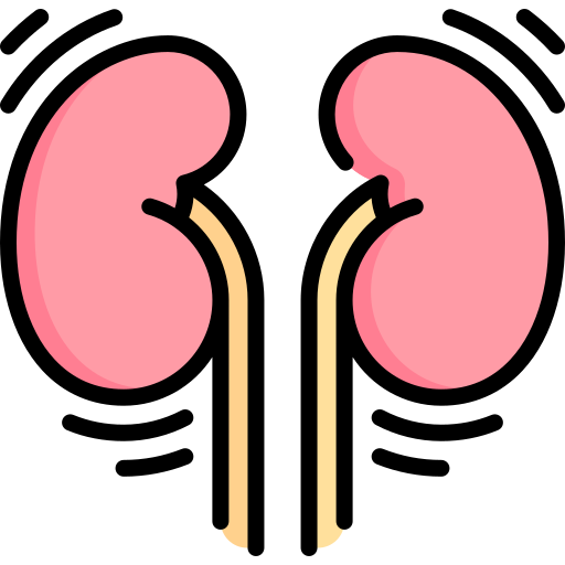 Kidneys Special Lineal color icon