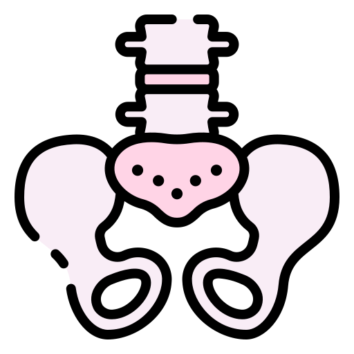 Pelvis free icon