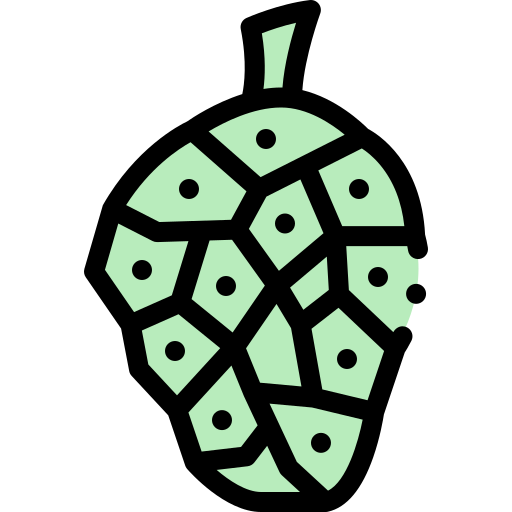 morinda kostenlos Icon