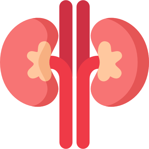 kidney clipart