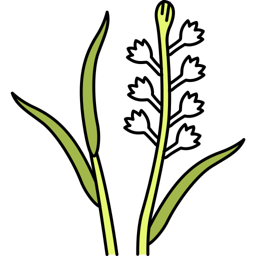 5 Tuberose Flower Icons - Free in SVG, PNG, ICO - IconScout