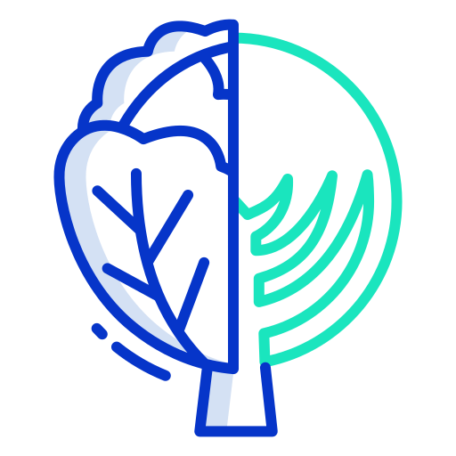 Cabbage free icon Cabbage free icon