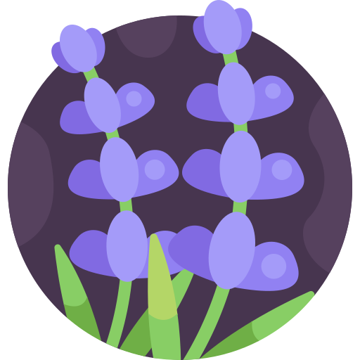 lavanda icono gratis