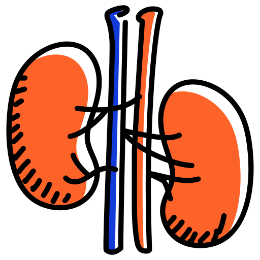 Kidney - free icon
