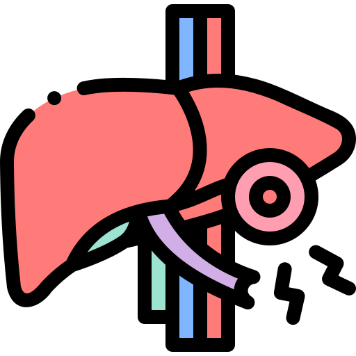 Liver Detailed Rounded Lineal color icon