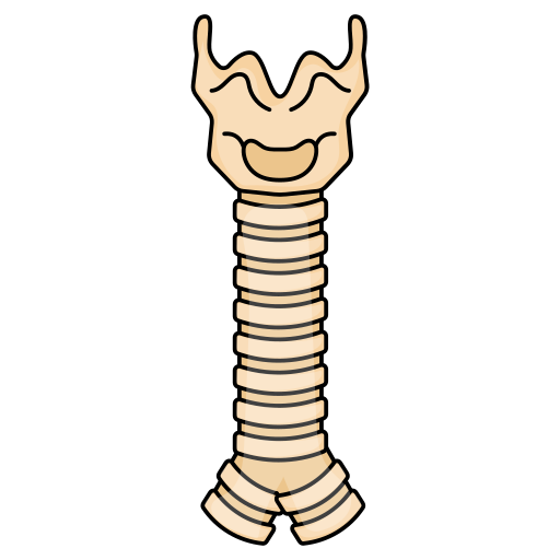 Spine Generic Thin Outline Color icon