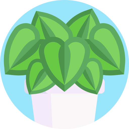 calathea icono gratis