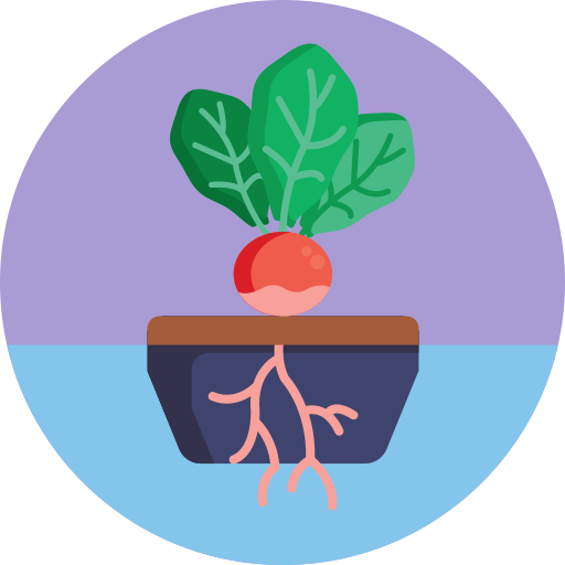 Beetroot free icon Beetroot free icon