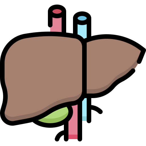 Liver Generic Outline Color icon