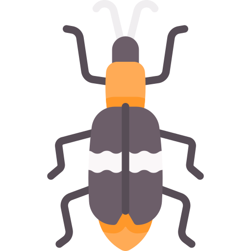 eucymatodera icono gratis