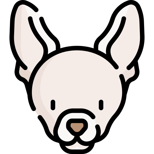 Chihuahua Special Lineal color icon