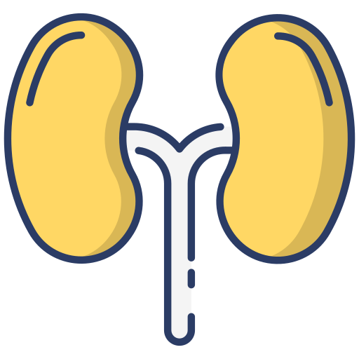 Kidneys - Free healthcare and medical icons