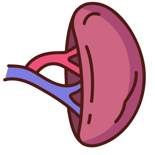 Spleen Generic Outline Color icon