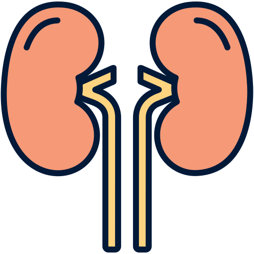 Kidney Generic Outline Color icon